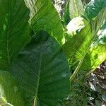 Alocasia macrorrhizos Листок