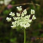 Daucus carotaFlower