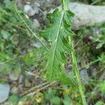 Carduus crispus Leaf