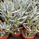 Senecio serpens Blad