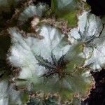 Begonia rex Leaf