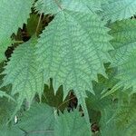 Boehmeria platanifolia Leaf