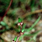 Triglochin laxiflora Anders