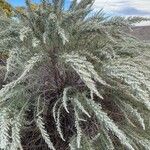 Artemisia filifolia ᱥᱟᱠᱟᱢ