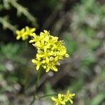 Biscutella intermedia Flor