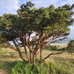 Acacia tortilis Habit