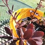 Sedum telephium Leaf