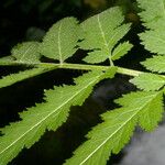 Nasa triphylla Hoja