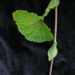 Ligularia fischeri Habit