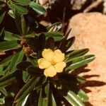 Hibbertia tontoutensis फूल
