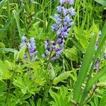 Lupinus perennis Květ