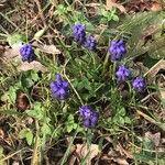 Muscari commutatum花