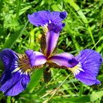 Iris setosa 花