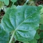 Circaea alpina Leaf