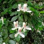 Capparis brevispina Flor