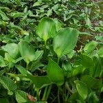 Eichhornia crassipes 叶
