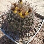 Ferocactus wislizeni Fruto