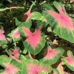 Caladium bicolor葉