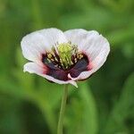 Papaver somniferumKvět