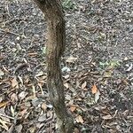 Dodonaea viscosa 樹皮