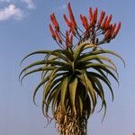 Aloe excelsa Цветок