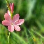 Hesperantha coccinea Blüte