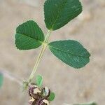 Medicago polymorpha Fuelha