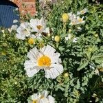 Romneya coulteri Flower