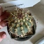 Echinocereus × roetteri Leaf