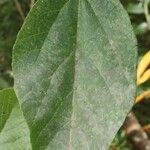 Dombeya punctata Hoja