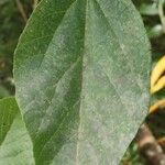 Dombeya punctata Blatt