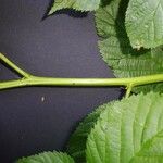 Rubus nessensis Leaf