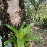 Catopsis sessiliflora Leaf