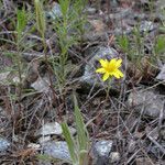 Agoseris heterophylla Habitat