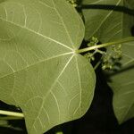 Jatropha curcas Blatt