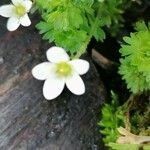 Saxifraga praetermissa Flower