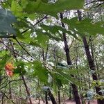 Quercus rubra List