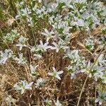 Arenaria aggregata Flor