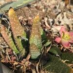 Gasteria carinataFolha