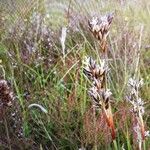 Juncus squarrosus Fleur