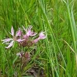 Lychnis flos-cuculiFlors