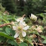 Rubus scaber Flower
