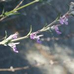 Teucrium creticum 花