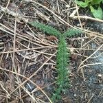 Cirsium filipendulum Habit