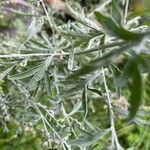 Artemisia absinthium Blatt