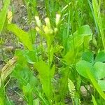 Camelina microcarpa Цвят