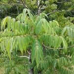 Toxicodendron succedaneum Leaf