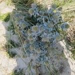 Eryngium maritimumLeaf