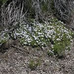 Phlox diffusa Habit