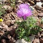 Cirsium acaulon अन्य